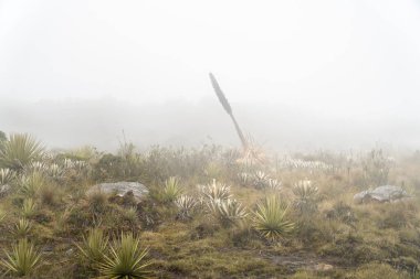 Extensive valley covered with frailejones in a high-altitude mountainous region. Misty background creates a serene and mystical atmosphere in this unique ecosystem clipart