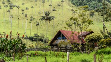 Kolombiya 'da balmumu palmiyeleri ve sisi olan Cocora Vadisi denilen büyülü bir orman manzarası. Valle del Cocora, Kolombiya. Yeşil doğa ve gezmek için sihirli bir yer.