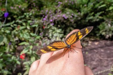 Bir insanın eline konmuş turuncu ve siyah kanatlı ve bulanık yeşil arka planı olan çarpıcı bir kelebeğin yakın çekimi.