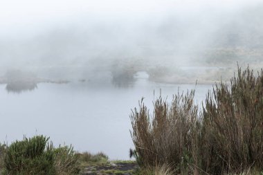 Uzun otlar ve yerel bitki örtüsüyle çevrili sisli bir Paramo arazisinde huzurlu bir göl. Sisli atmosfer, sahneye gizemli ve sakin bir hava katar.