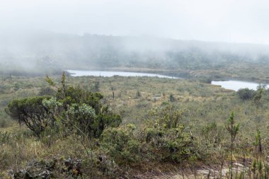 Extensive valley covered with frailejones in a high-altitude mountainous region. Misty background creates a serene and mystical atmosphere in this unique ecosystem clipart