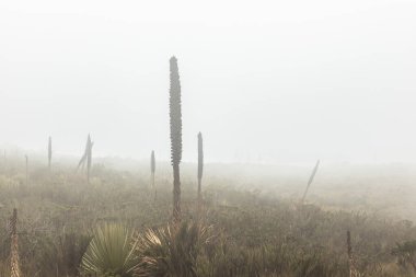 Yüksek rakımlı dağlık bir bölgede zayıf noktalarla kaplı geniş bir vadi. Sisli arka plan bu eşsiz ekosistemde dingin ve mistik bir atmosfer yaratıyor.