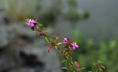 Çiçekler. Prinzessinenstrauch, prenses çiçeği, Pleroma urvilleanum. Tibouchina (Tibouchina urvilleana)