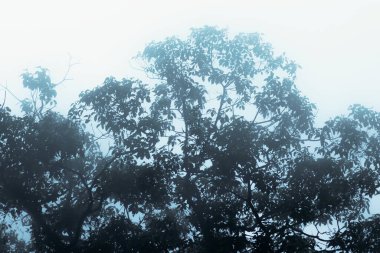 Büyük tropikal bir palmiye yaprağına yakın çekim. Karmaşık detaylar ve doğal kusurlar. Yağmur ormanlarında yoğun yeşil yapraklarla çevrili.