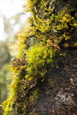 Vibrant green moss covering the rough bark of a tree trunk, highlighting the textures and details of a lush forest ecosystem clipart