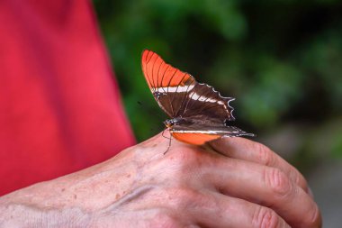 Bulanık yeşil bir arka planı olan, bir insanın eline konmuş, çarpıcı bir kelebeğin yakın çekimi.
