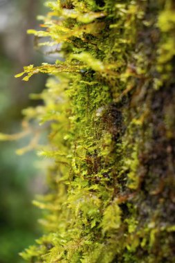 Bir ağaç gövdesinin kabuğunu kaplayan canlı yeşil yosunlar gür bir orman ekosisteminin dokusunu ve detaylarını vurguluyor.