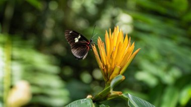 Doğada yeşil bir yaprağa tünemiş siproeta epaphus kelebeği (nymphalidae).