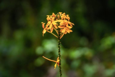 Sihirli çiçek. Ixora chinensis ya da asoka çiçeği olarak adlandırılan küçük kırmızı çiçekli bitki doğanın doğal ortamında bulunur.. 