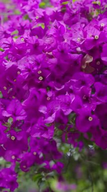 Narin beyaz merkezleri ve yemyeşil yaprakları olan parlak mor bougainvillea çiçeklerinin yakın çekimi.