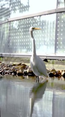 Büyük bir balıkçıl zarif bir şekilde nehirdeki kayaların yanındaki sığ sularda durur, yumuşak doğal ışıkla yıkanır..