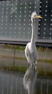 Beyaz balıkçıllar durgun sularda yüzerler. Çağdaş bir çevrede noktalı desenli cam bir duvarın yanında..