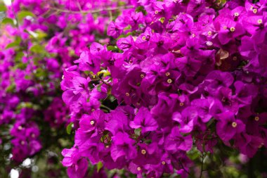 Bougainvillea çiçek açtı. Bougainvillea