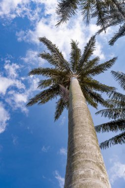 Bulutlu Mavi Gökyüzüne Karşı Uzun Palmiye Ağaçlarına Bakmak