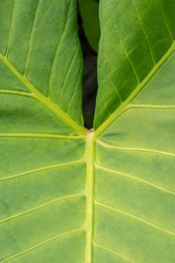 Soyut yeşil yaprak dokusu, doğa arka planı, tropikal yaprak. Yoğun yeşil yapraklarla çevrili büyük tropikal palmiye yaprağı