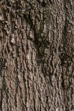 Ağaç kabuğunun kabartmalı dokusu. Ağaç dokusunun panoramik fotoğrafı. Arkaplan tahtası, ahşap doku