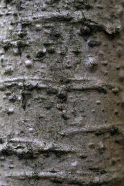 Ağaç kabuğunun kabartmalı dokusu. Ağaç dokusunun panoramik fotoğrafı. Arkaplan tahtası, ahşap doku