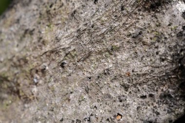 Doğal taş granit duvar zemini. Kusursuz bir doku. Her tarafı mükemmel döşenmiş. Taş. Taş zemin. Kaya duvarı