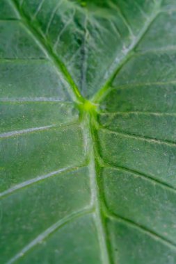 Soyut yeşil yaprak dokusu, doğa arka planı, tropikal yaprak. Yoğun yeşil yapraklarla çevrili büyük tropikal palmiye yaprağı