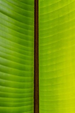 Soyut yeşil yaprak dokusu, doğa arka planı, tropikal yaprak. Yoğun yeşil yapraklarla çevrili büyük tropikal palmiye yaprağı