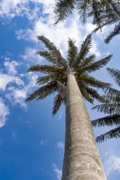 Bulutlu Mavi Gökyüzüne Karşı Uzun Palmiye Ağaçlarına Bakmak