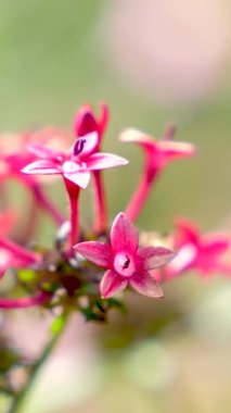 Bahçedeki parlak pembe tüp çiçeklerini tozlaştıran, kanatlarını ve çiçeklerini renklendiren bir arıya yakın plan..