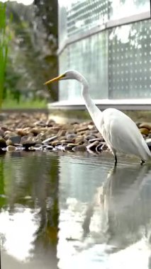 Zarif beyaz bir balıkçıl, düz taşlarla çevrili bir binanın yanındaki sığ bir yansıtıcı havuzda yürüyor..