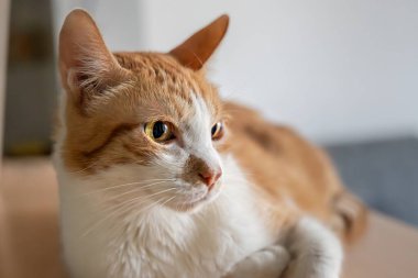 Sarı benekli beyaz kedi pençeleriyle kestiriyor.