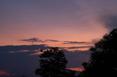 Siluetli Orman Ağaçlarının Üzerinde Sakin Günbatımı