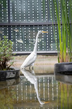 Suda yiyecek arayan Doğu Akbalıkçıl (Ardea alba modesta)