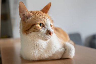 Sarı benekli beyaz kedi pençeleriyle kestiriyor.