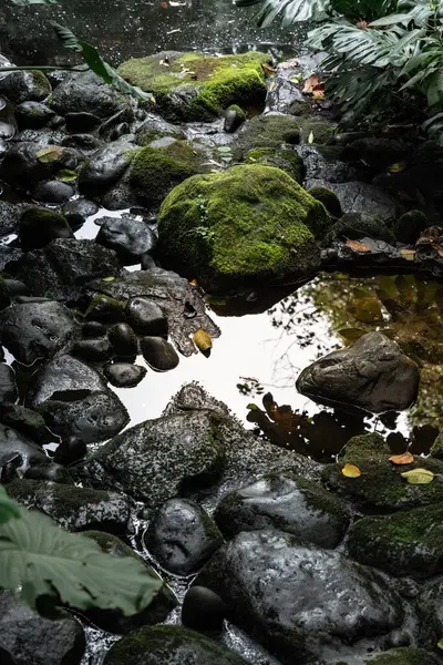 Etrafı Palmiye ağaçlarıyla çevrili Berrak Gölet Oasis