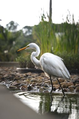 Suda yiyecek arayan Doğu Akbalıkçıl (Ardea alba modesta)