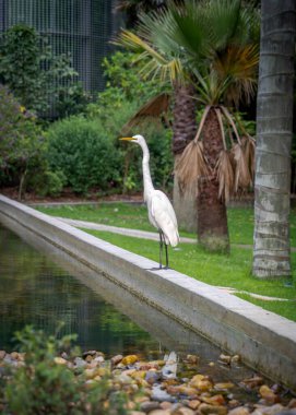 Suda yiyecek arayan Doğu Akbalıkçıl (Ardea alba modesta)