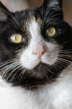 Çok şirin siyah beyaz kedi. Güzel gözlü siyah beyaz bir kedinin portresi.