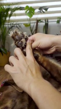 Eller nazikçe kahverengi bir köpeğin pençesine bakar, sakin bir evde evcil hayvan bakımı ve bakım yapar..