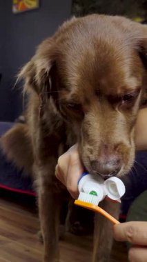 Kahverengi köpek ilginç bir şekilde diş fırçasını yeşil diş macunuyla kokluyor, evdeki hayvan diş temizliğini vurguluyor..