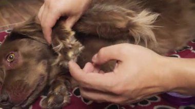 İnceleme ya da tımar için kahverengi bir köpeğin patisini nazikçe tutan bir insanın yakın plan fotoğrafı. Köpek desenli bir battaniyeye uzanmış..