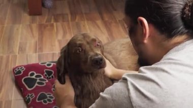 Yumuşak bir fırça ile sakin bir kahverengi köpek tımar kişi, ahşap bir zemin üzerinde oturan kırmızı bir pençe baskısı battaniye yanında.