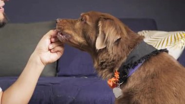 Eşarp ve tasma takan kahverengi köpek, rahat bir oturma odasında bir adamdan eğitim ya da ödül anını gösteren bir hediye alır..