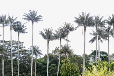 Kolombiya 'da balmumu palmiyeleri ve sisi olan sihirli bir orman manzarası. Yeşil doğa ve gezmek için sihirli bir yer.