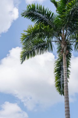 Parlak Mavi Gök ve Bulutlara Karşı Tropik Palmiye Ağacı