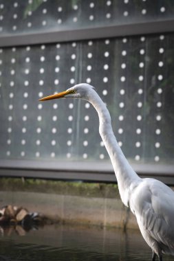 Suda yiyecek arayan Doğu Akbalıkçıl (Ardea alba modesta)