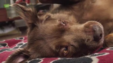 Kahverengi köpek, kapalı alanda sırt üstü uzanıyor. Pençe desenli bir battaniyede neşeli ve anlamlı görünüyor..