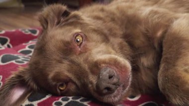 Siyah pençe izleriyle kırmızı bir battaniyeye uzanmış, evde huzur içinde dinlenen sakin kahverengi bir köpeğin yakın çekimi..