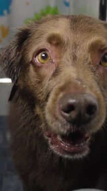 Islak, kahverengi, altın gözlü, banyonun ortasında yakalanmış, tetikte ve anlamlı bir köpek görüntüsü..