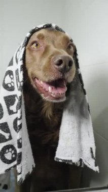 Havluya sarılı neşeli kahverengi köpek seramik bir banyoda serinletici bir banyodan sonra büyük bir gülümseme ile.