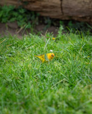 Güzel renkli tropikal sarı kuş, Saffron ispinozu, çimlerin yeşil çimlerini arıyor..