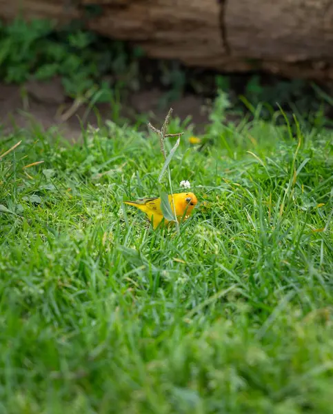 Güzel renkli tropikal sarı kuş, Saffron ispinozu, çimlerin yeşil çimlerini arıyor..