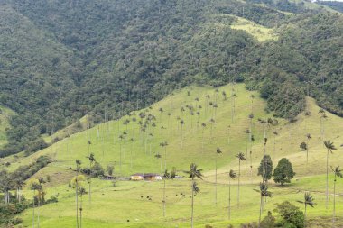 Cocora Vadisi. Kolombiya 'da balmumu avuçlar. Kolombiya 'da Cocora Vadisi denilen, bir sürü balmumu palmiyesi ve sisi olan sihirli bir orman manzarası. Kolombiya 'ya Seyahat